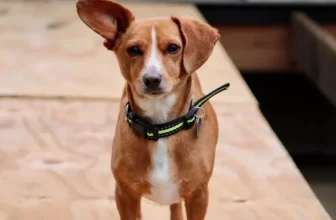 A New Way to Keep Your Pet Safe and Healthy